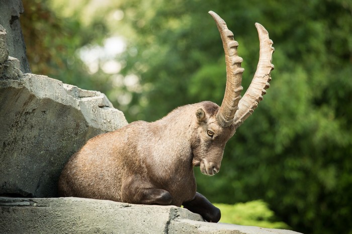 Ibex resting on rocks with large horns