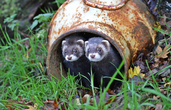Two ferrets peeking out of a rusty metal container