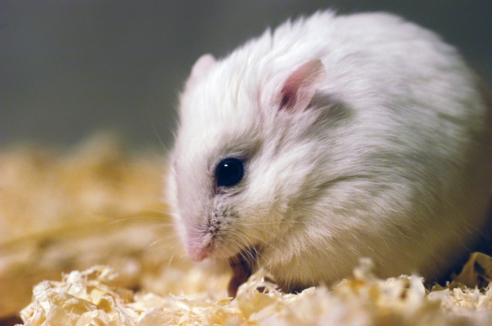 Close-up of a white hamster on wood shavings