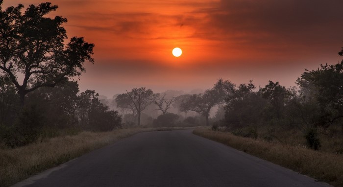 Sunrise over a misty road with trees