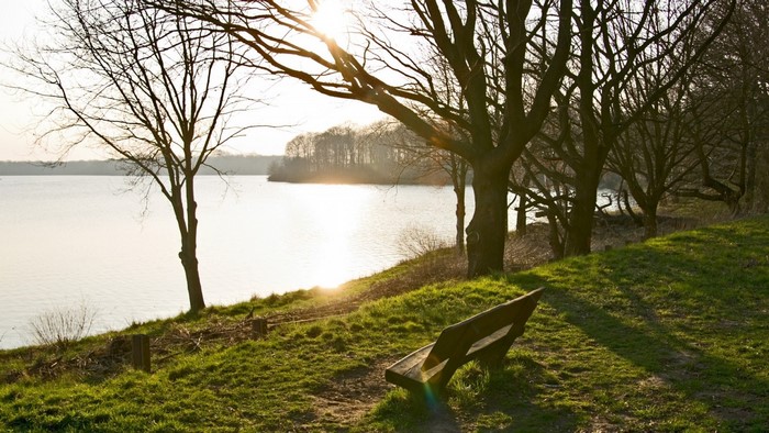 Bench by a lake with trees and sunlight