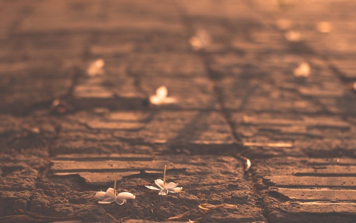 Fallen white flowers on a brick path in sunlight