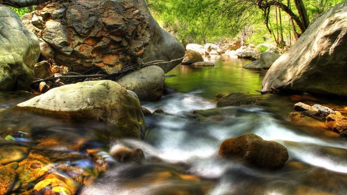 A rocky stream flows through a sunlit forest