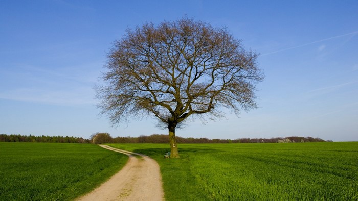 Lone tree in a green field with a dirt path