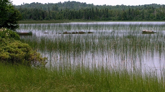 Tall grass and reeds in a calm lake with a forest background