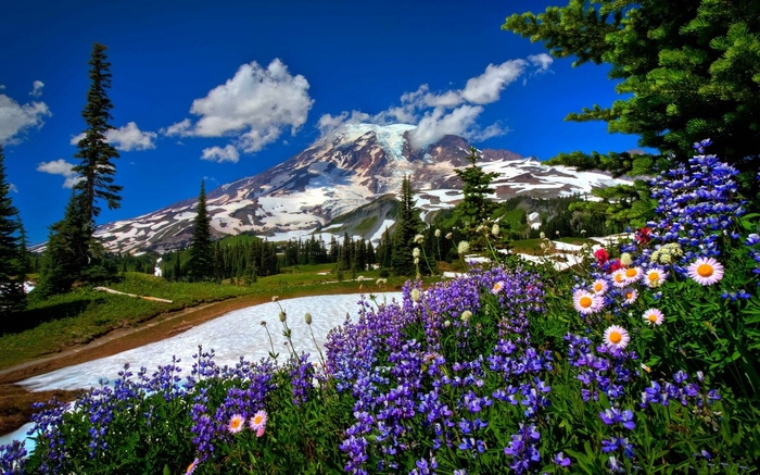 Mount Rainier with wildflowers and snow