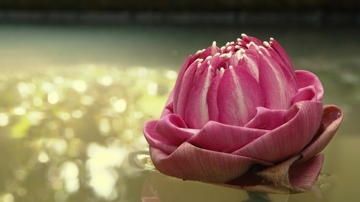 Pink lotus flower bud floating on water
