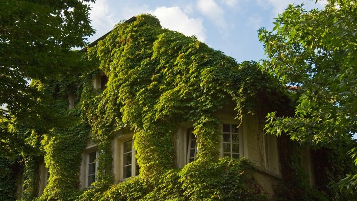 House covered in green ivy with trees and sky