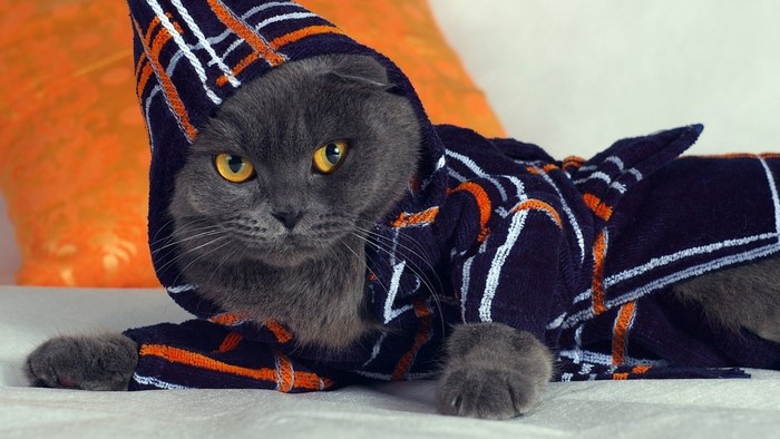Gray Scottish Fold cat wearing a striped robe
