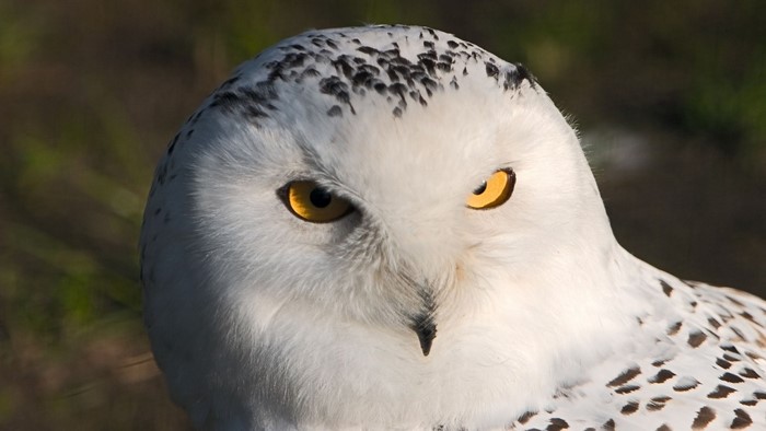 Close up of a snowy owl's face
