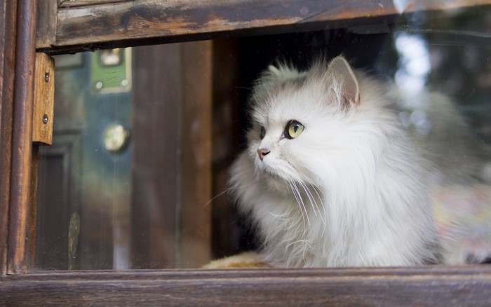 Fluffy white Persian cat looking out a window