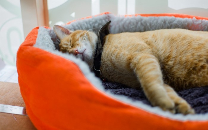 Orange tabby cat sleeping in a bed