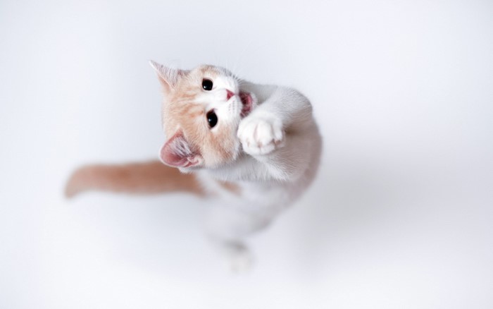 A playful kitten with orange and white fur
