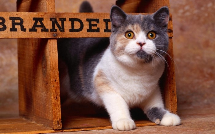 Tricolor cat peeking out of a wooden crate