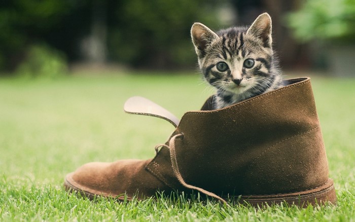 Kitten sitting in a brown shoe on grass