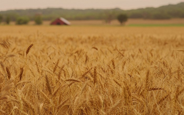 Golden wheat field with a red barn in the distance