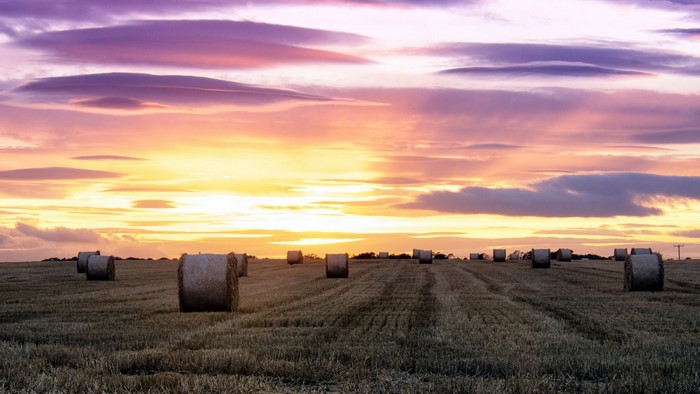 Hay bales in a field at sunset