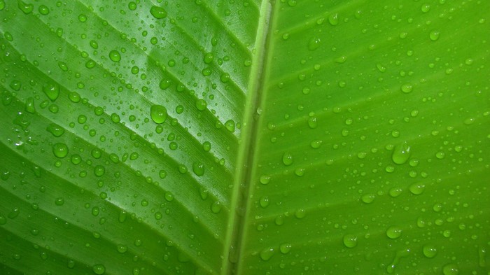 Close up of green leaf with water drops