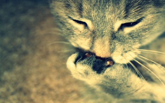 Close up of a cat grooming its paw