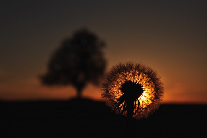 Dandelion silhouetted against sunset with tree in background
