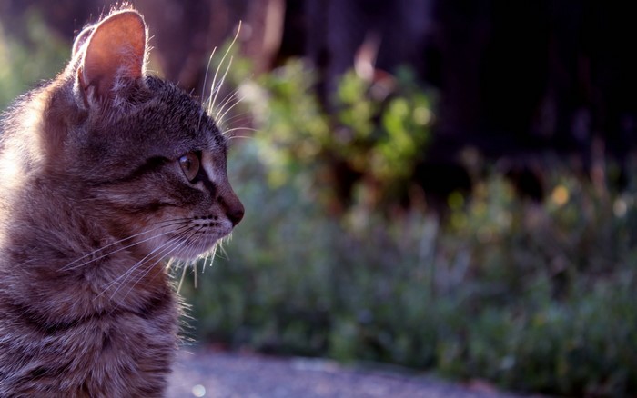 Close-up of a tabby cat's face in profile