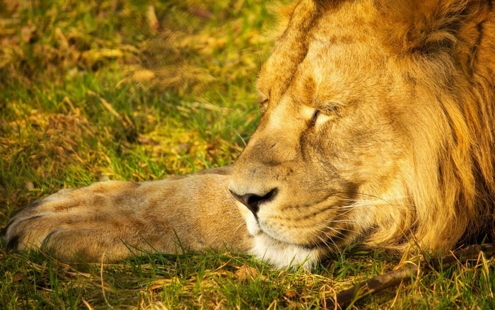 Lion resting on grass