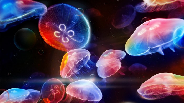 Colorful Jellyfish Underwater Glow