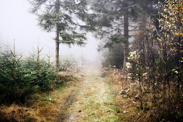 Misty forest path with young fir trees and autumn foliage