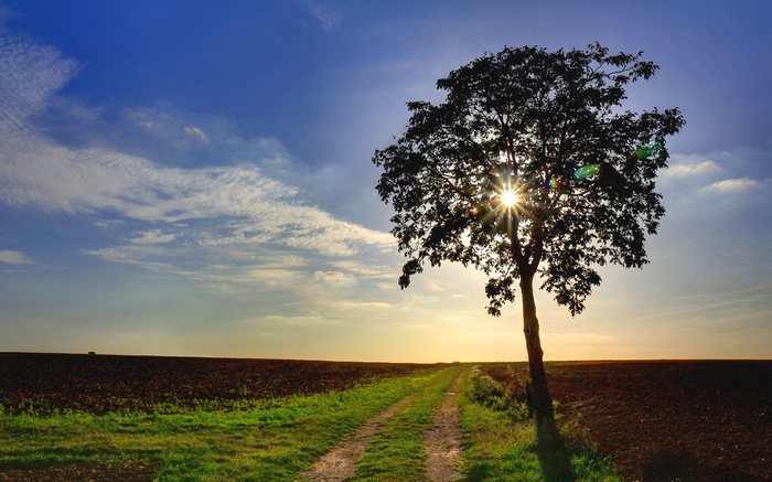 Lone tree silhouetted against a sunset sky
