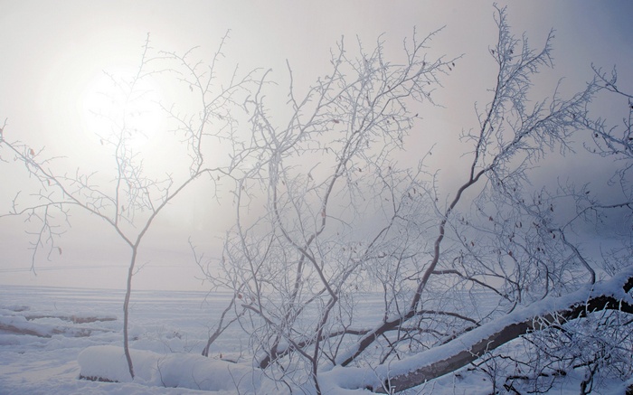 Frosted branches in a snowy landscape