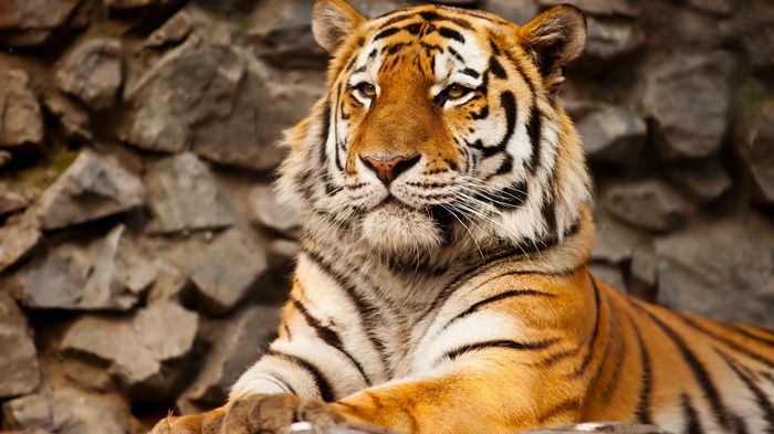 Tiger lying down in front of rocks