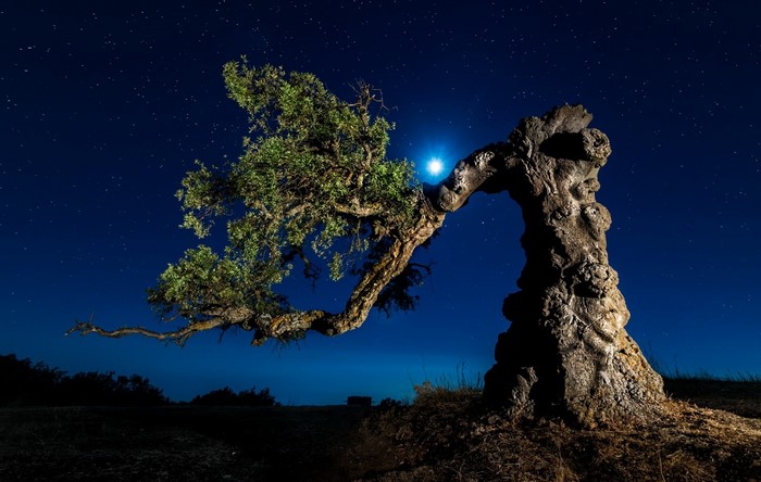Bent tree under starry night sky with moon