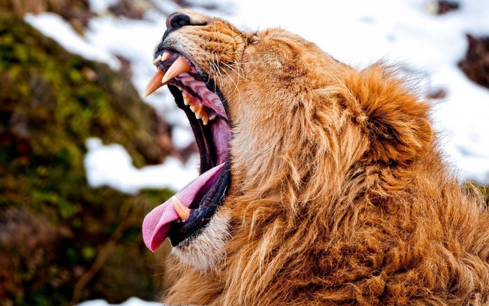 Lion yawning with mouth wide open