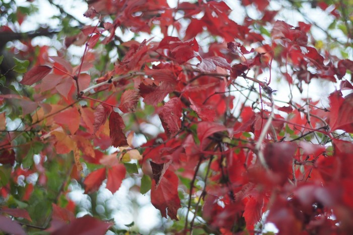 Vibrant Red Autumn Leaves on Branches