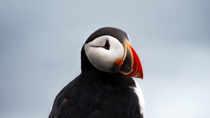 Close-up of a puffin bird with a colorful beak