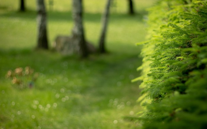 Green foliage in a sunlit garden with trees in the background