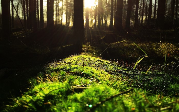 Sunlight filtering through trees in a forest