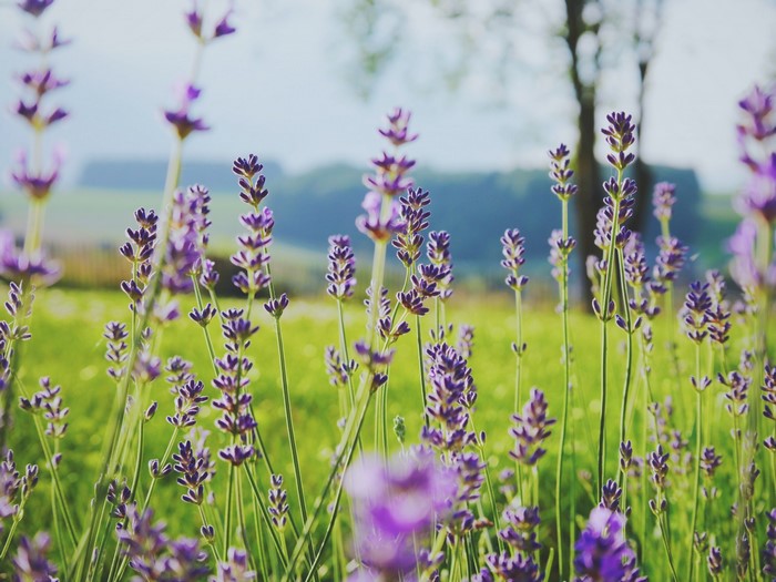 Field of purple lavender flowers in bloom