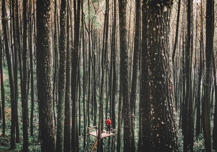 Person on wooden platform in pine forest