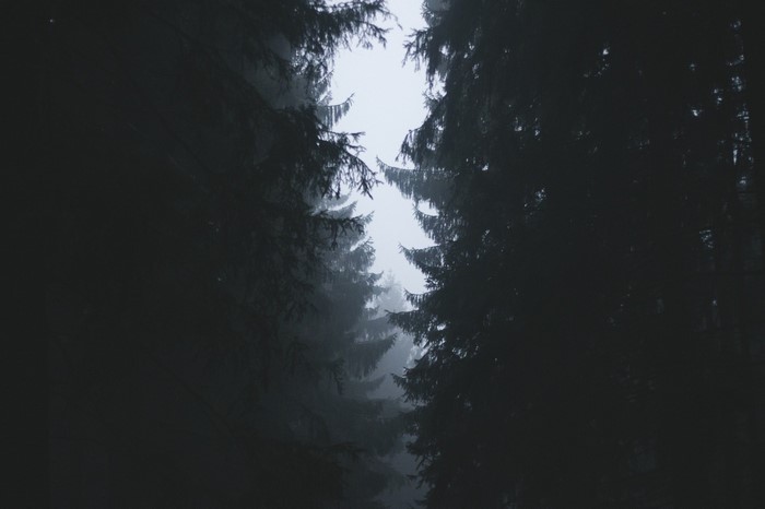 Dark forest with mist and tall trees