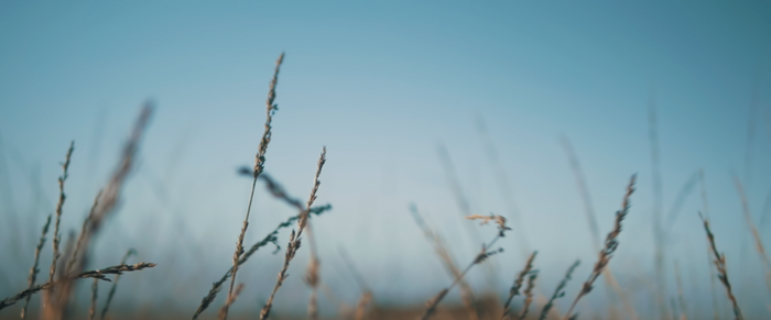 Dry grass stalks against a clear blue sky