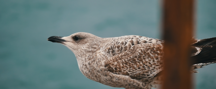 Seagull perched with blue water background