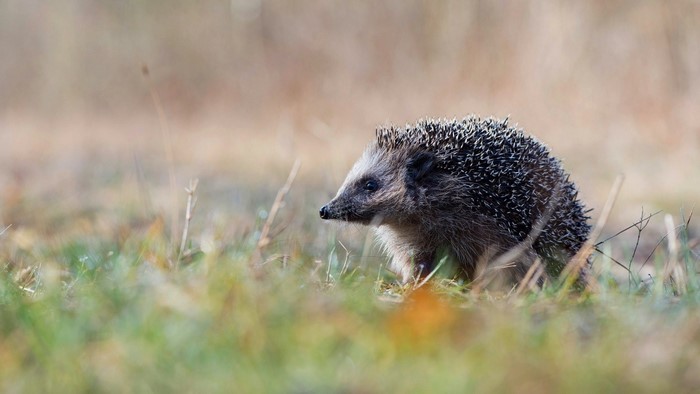 Hedgehog in a grassy field