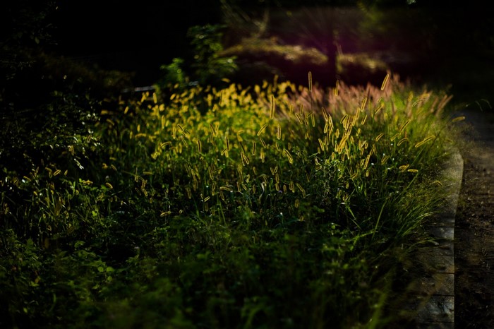 Sunlight on grass in a dark forest