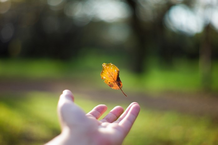 Autumn leaf falling into a hand
