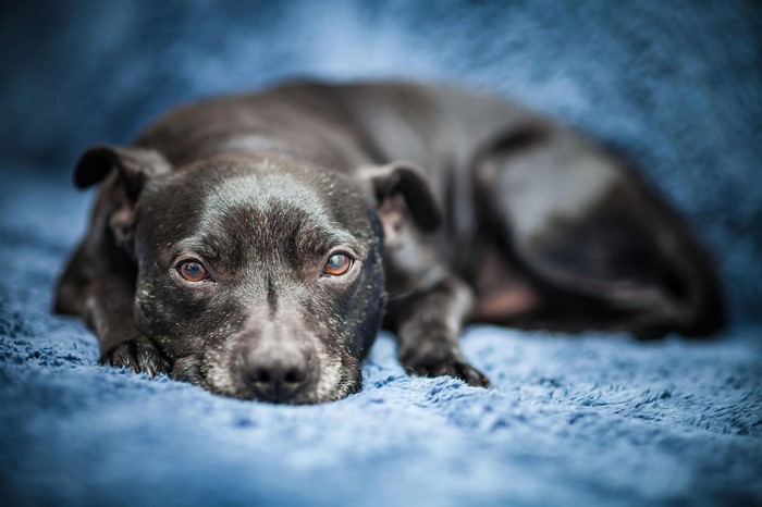 Black dog lying on a blue blanket