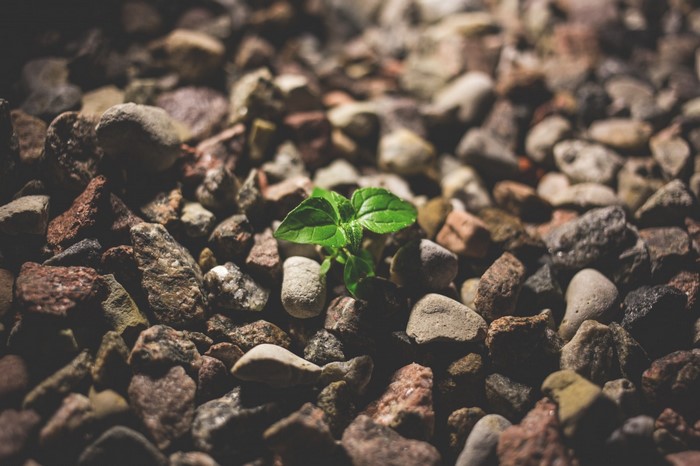 A small green plant sprouts from rocks