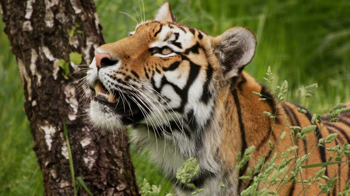 Tiger near a tree and grass