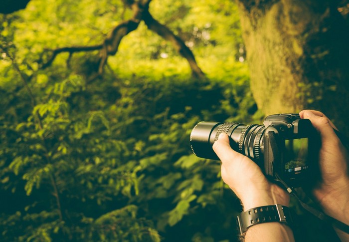 Person taking a photo in a forest