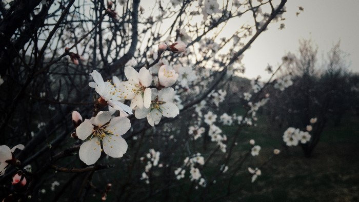 White cherry blossoms on dark branches in spring
